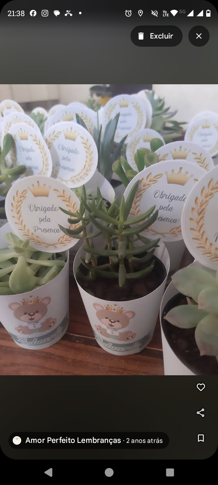 Mini suculentas